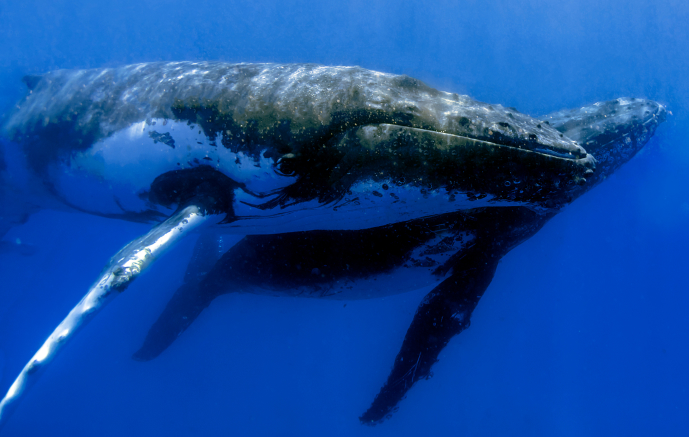 whales exploring under water