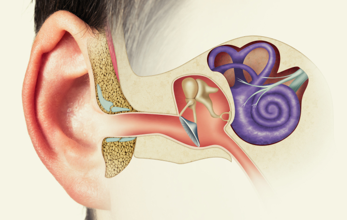 anatomy of the human auditory sytem, illustration